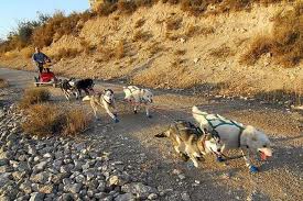 Triple Campeonato Nacional para los mushers navarros en Vallgorguina